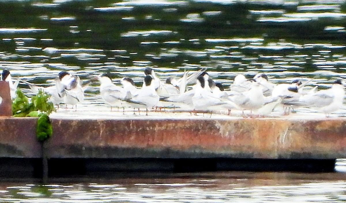 Common Tern - Rickey Shive