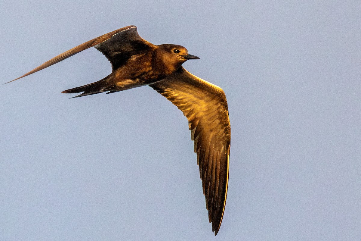 Sooty Tern - ML624331023