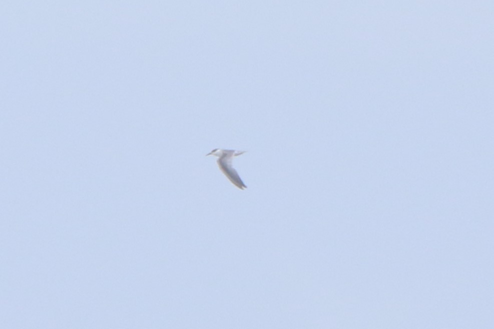 Least Tern - Nathan Hood