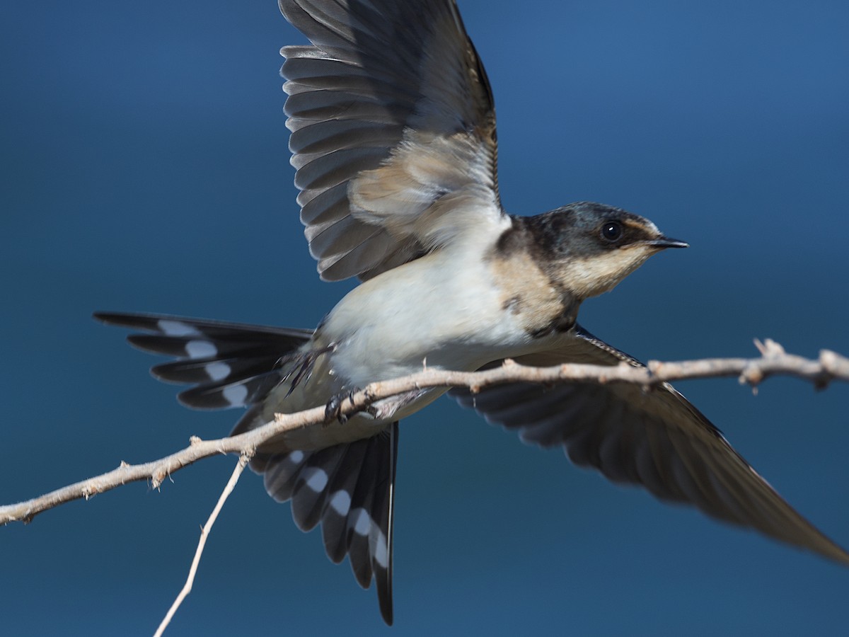 Barn Swallow - ML624331051