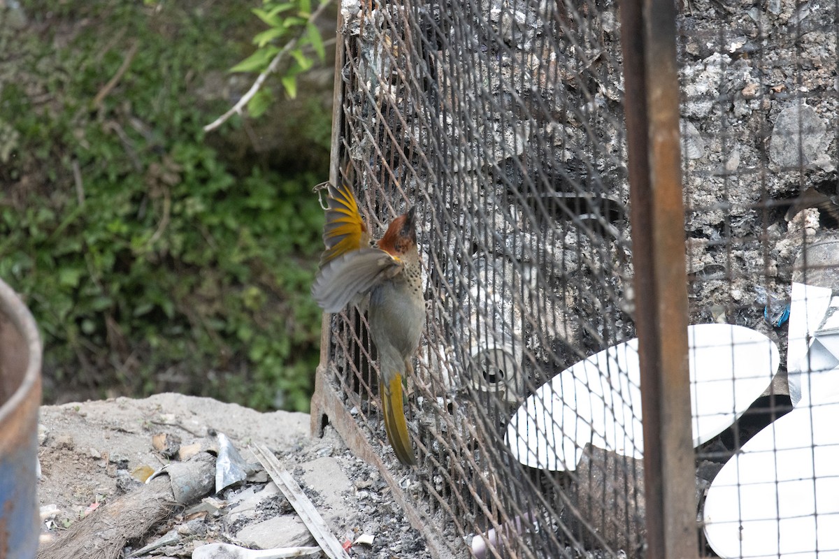 Chestnut-crowned Laughingthrush - ML624331112