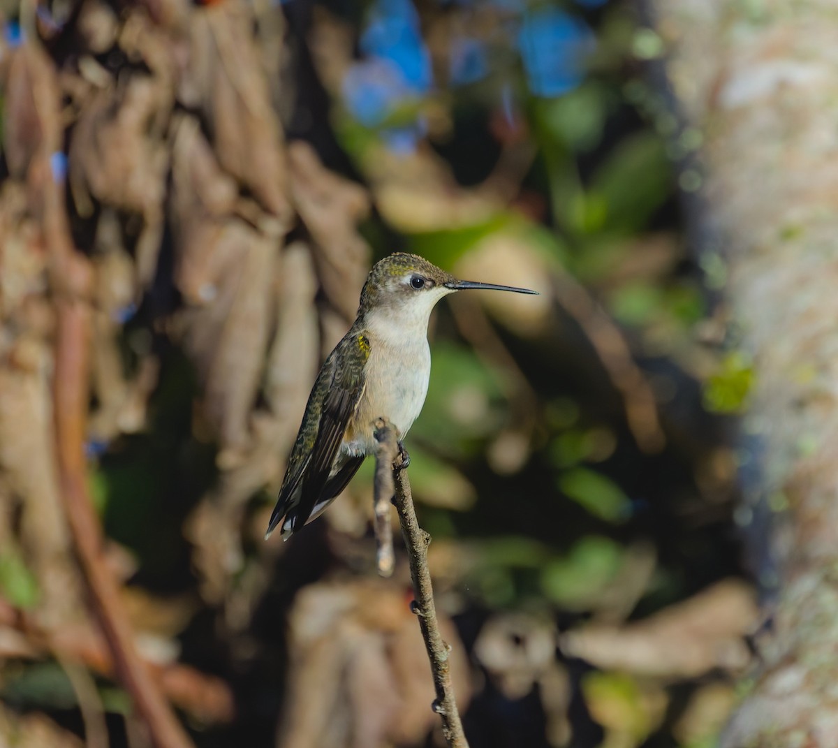 Ruby-throated Hummingbird - ML624331116