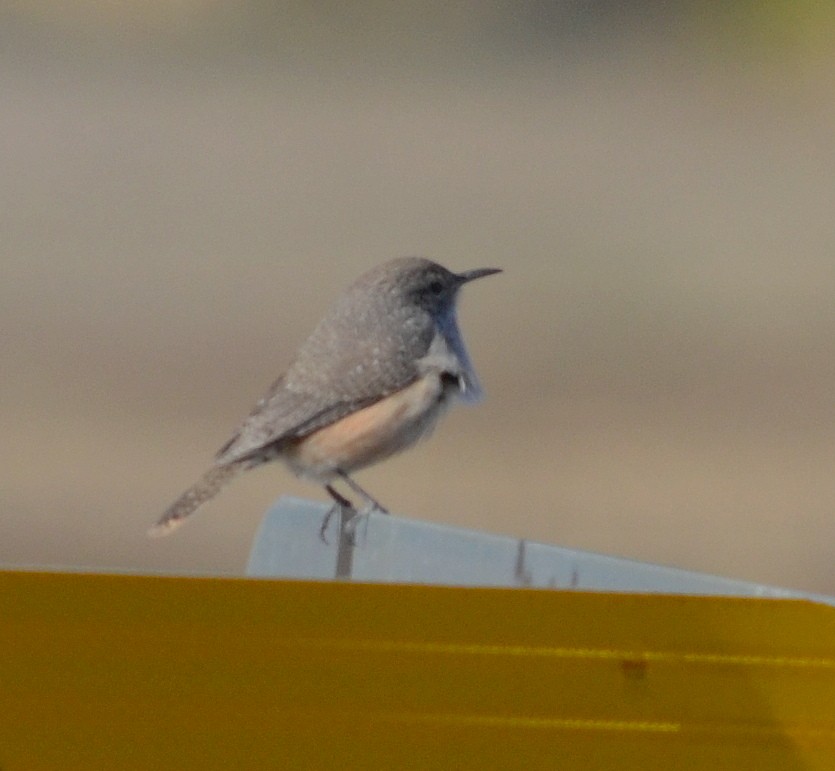 Rock Wren - ML624331139