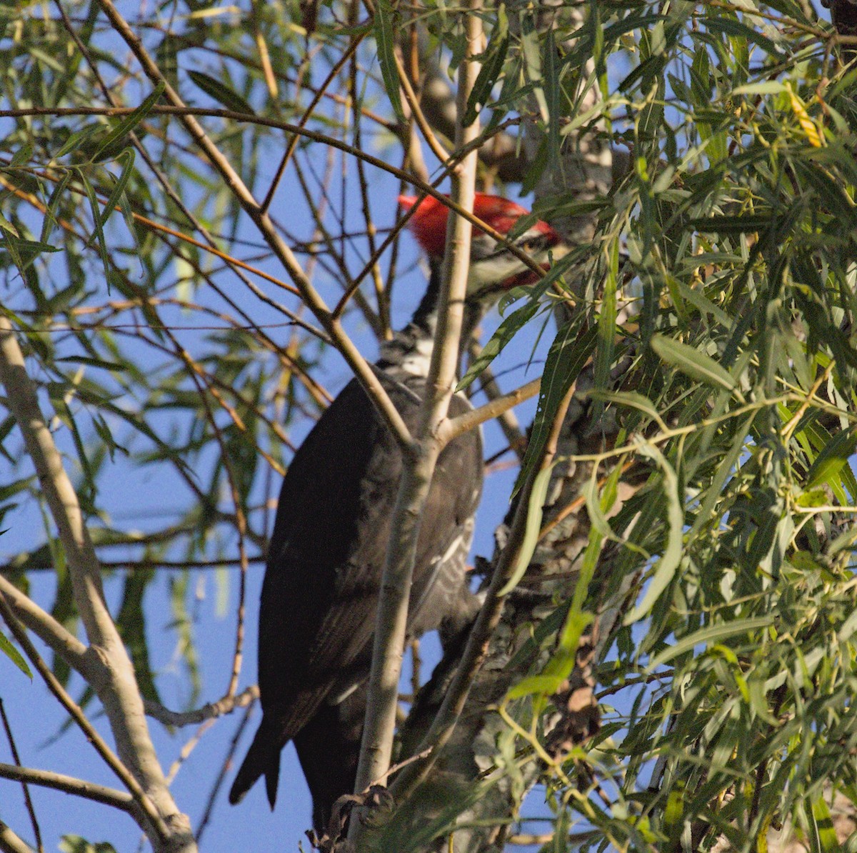 Pileated Woodpecker - ML624331142