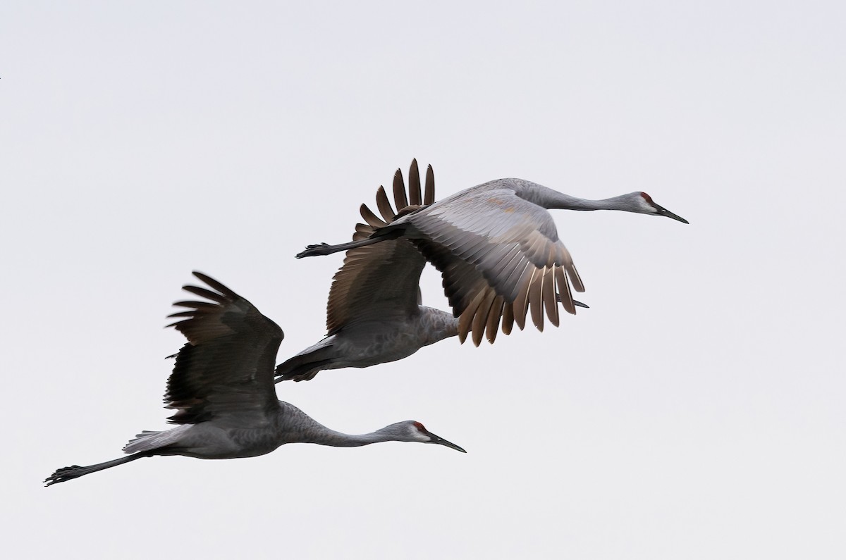 Sandhill Crane - ML624331236