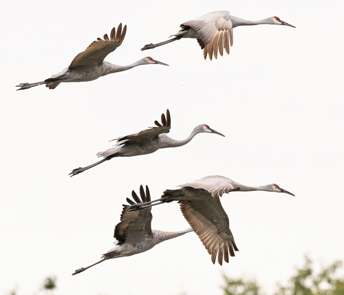 Sandhill Crane - ML624331237