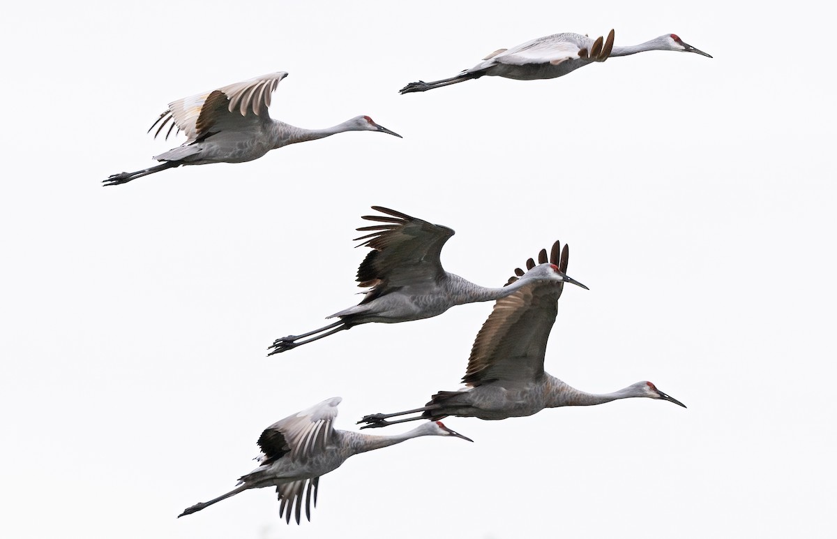 Sandhill Crane - Robert Bochenek