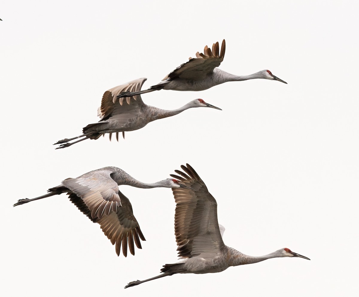 Sandhill Crane - ML624331239