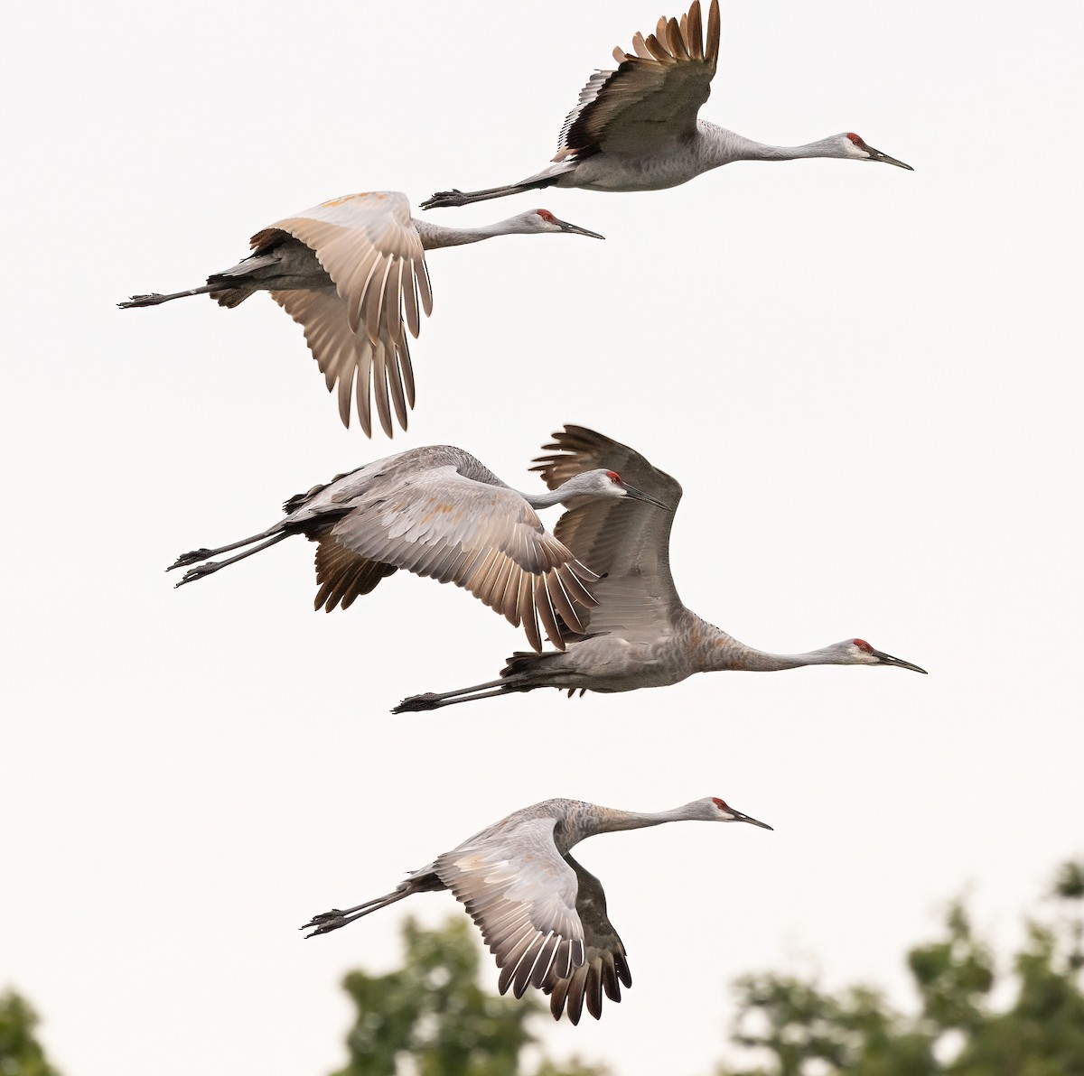 Sandhill Crane - ML624331240