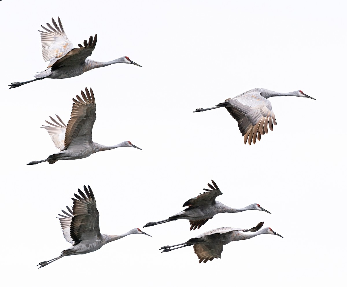 Sandhill Crane - Robert Bochenek