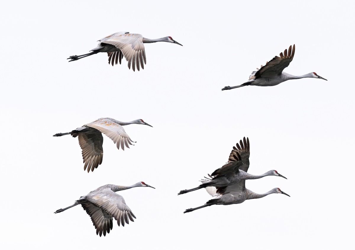 Sandhill Crane - ML624331242