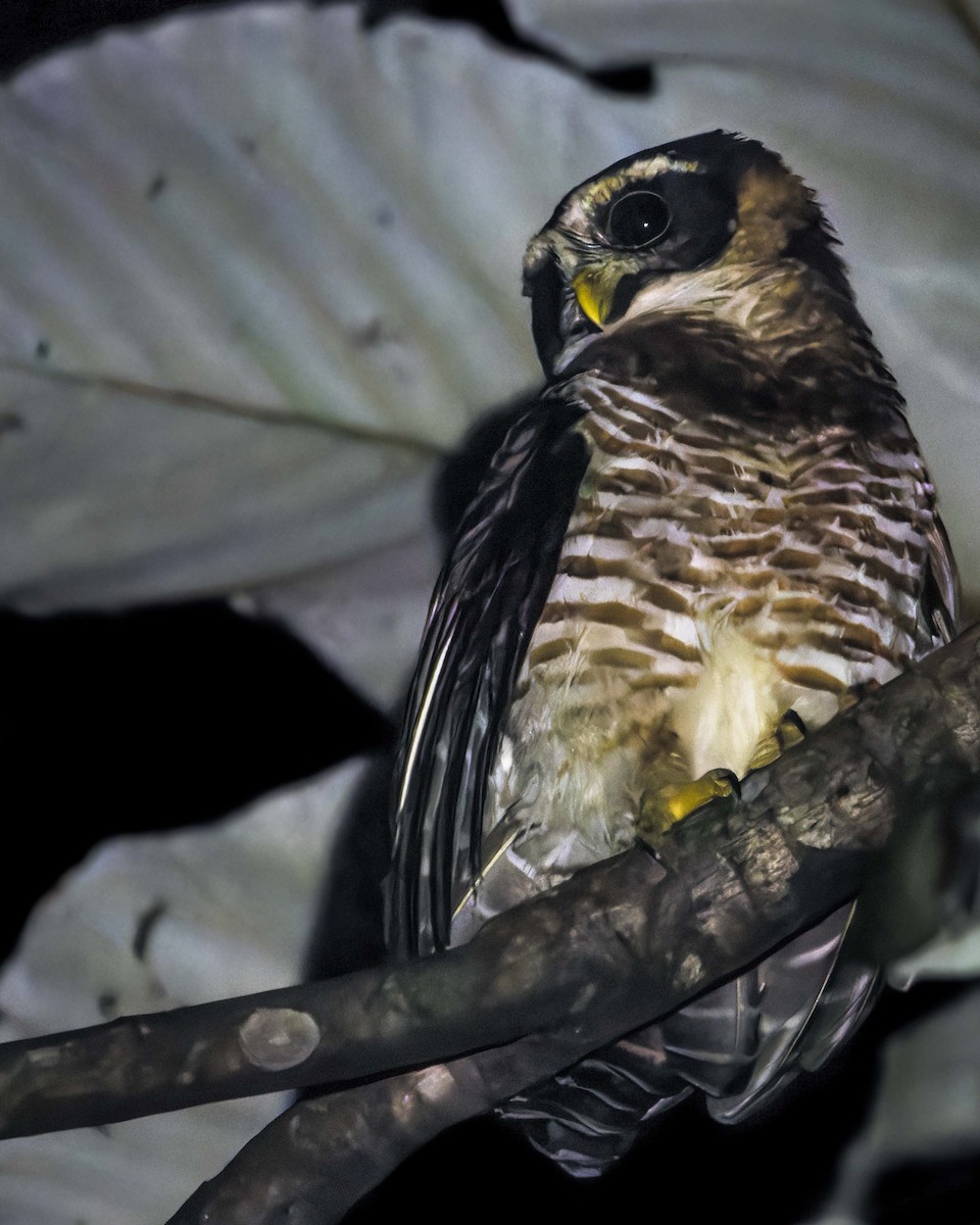 Band-bellied Owl - Juan Torres Tavera