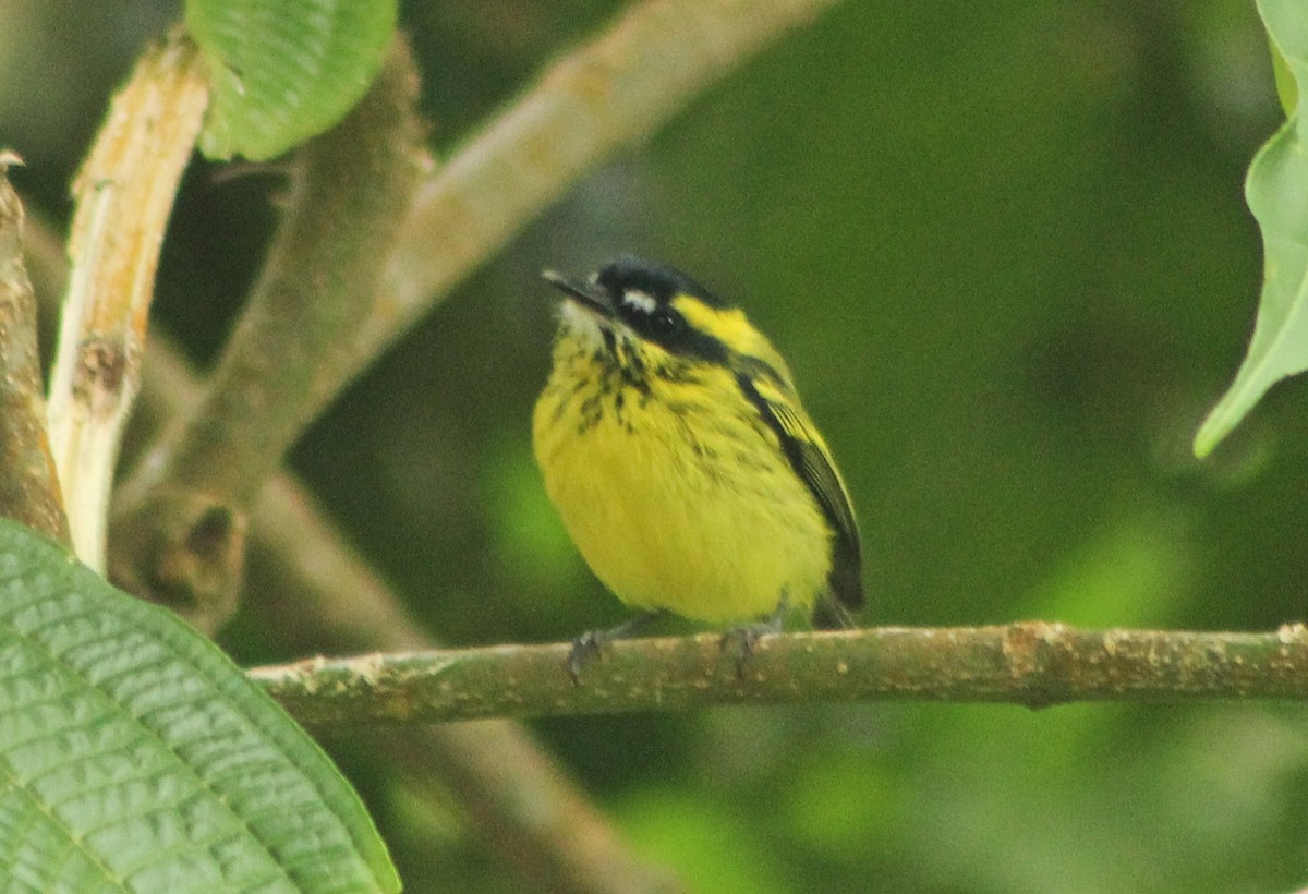 Yellow-browed Tody-Flycatcher - Andres Rivera higuera