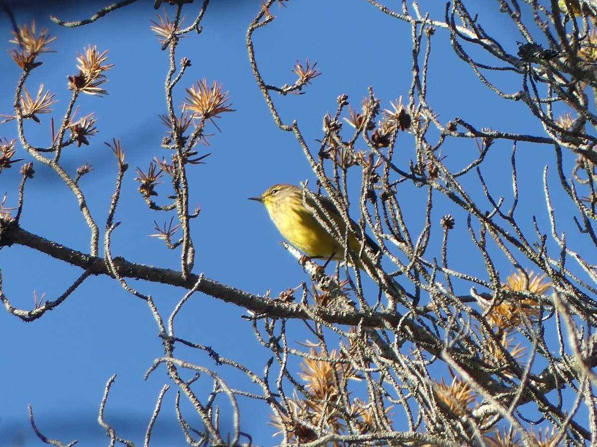 Palm Warbler - ML624331374