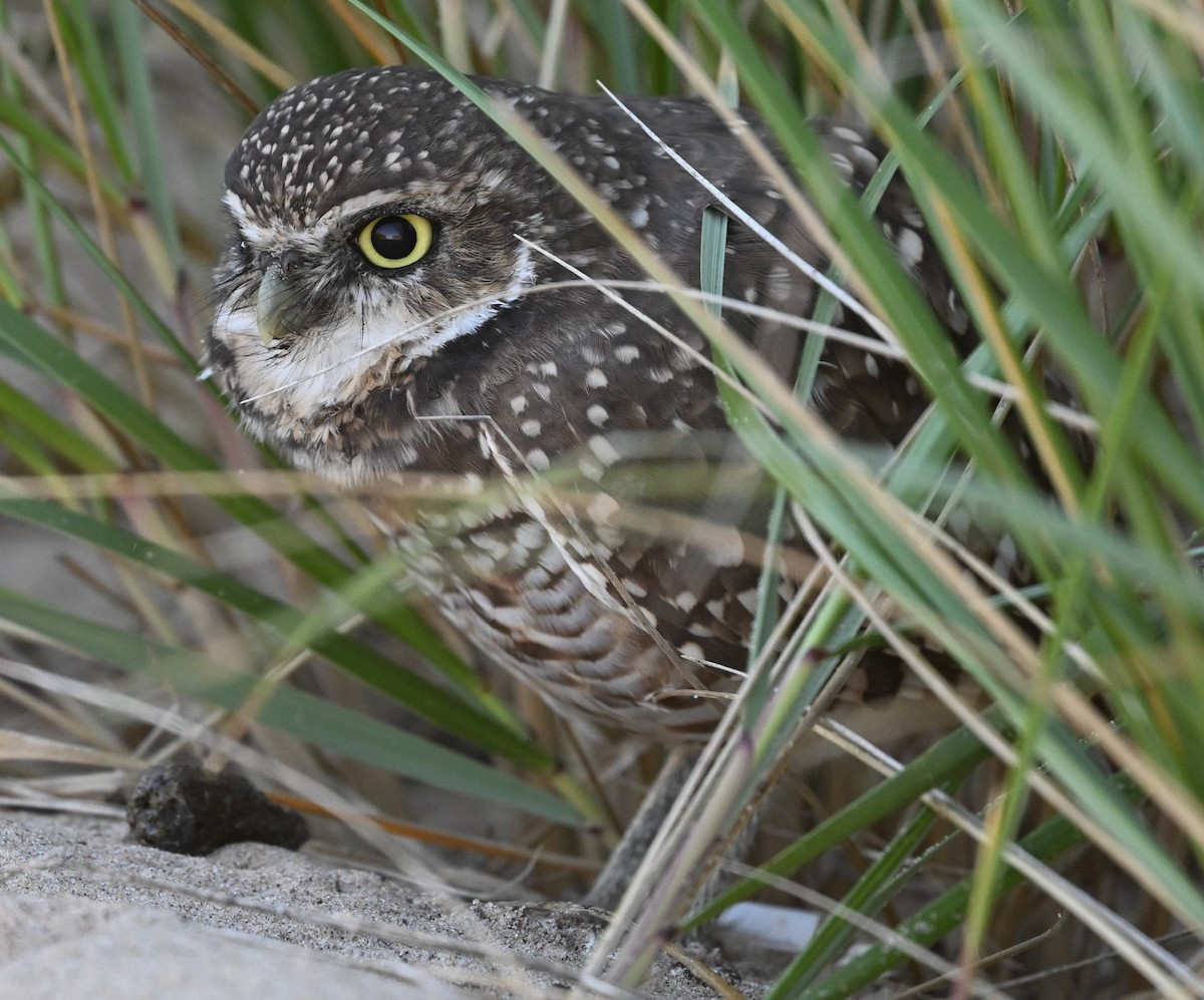 Burrowing Owl - ML624331415