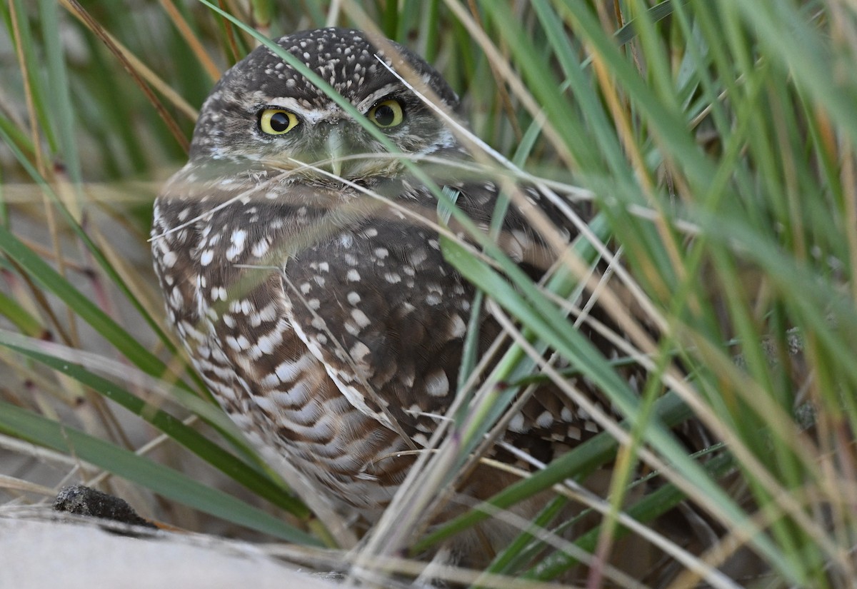 Burrowing Owl - ML624331416