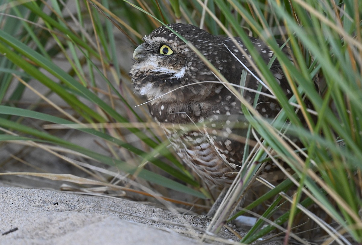 Burrowing Owl - James Markham