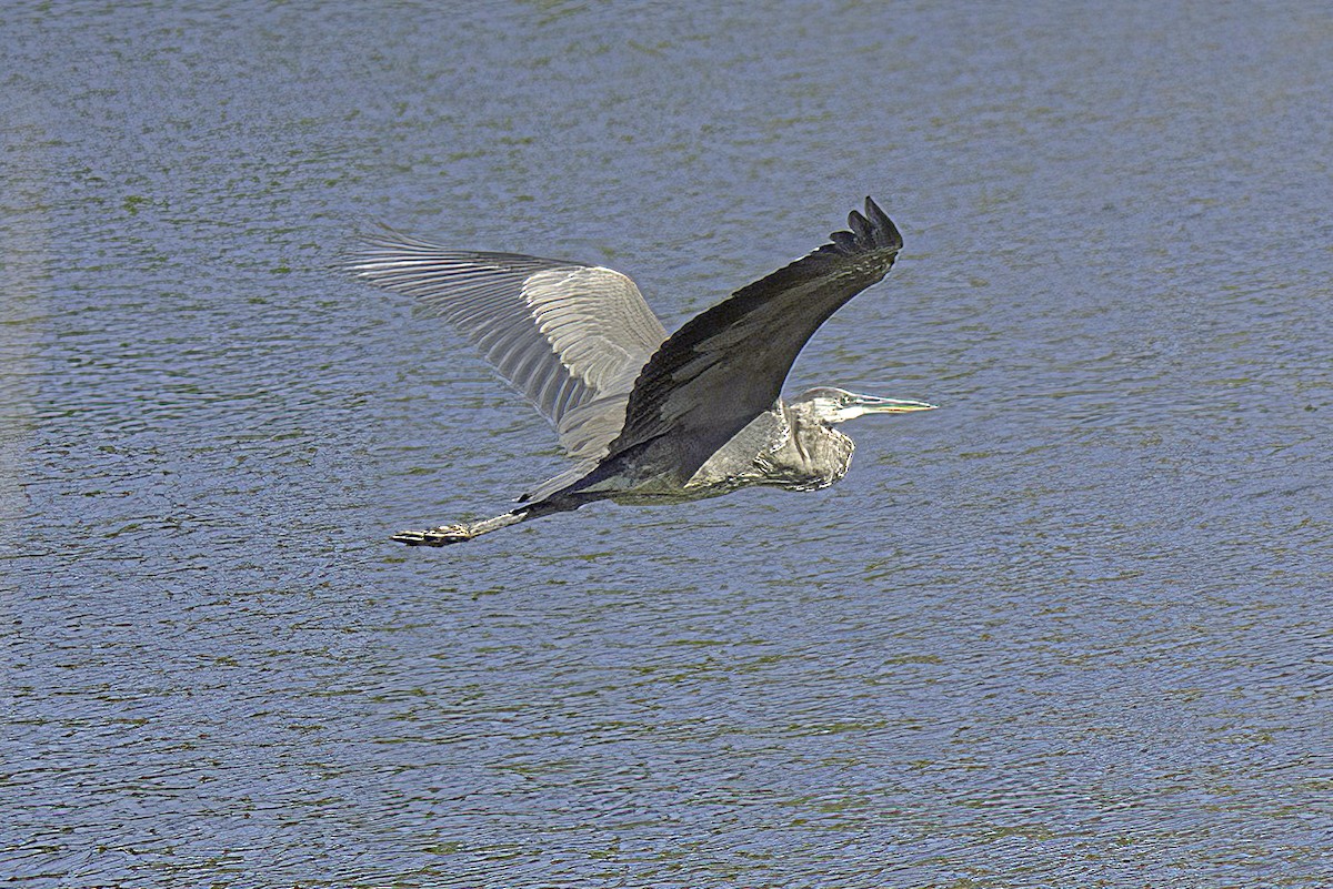 Great Blue Heron - ML624331424