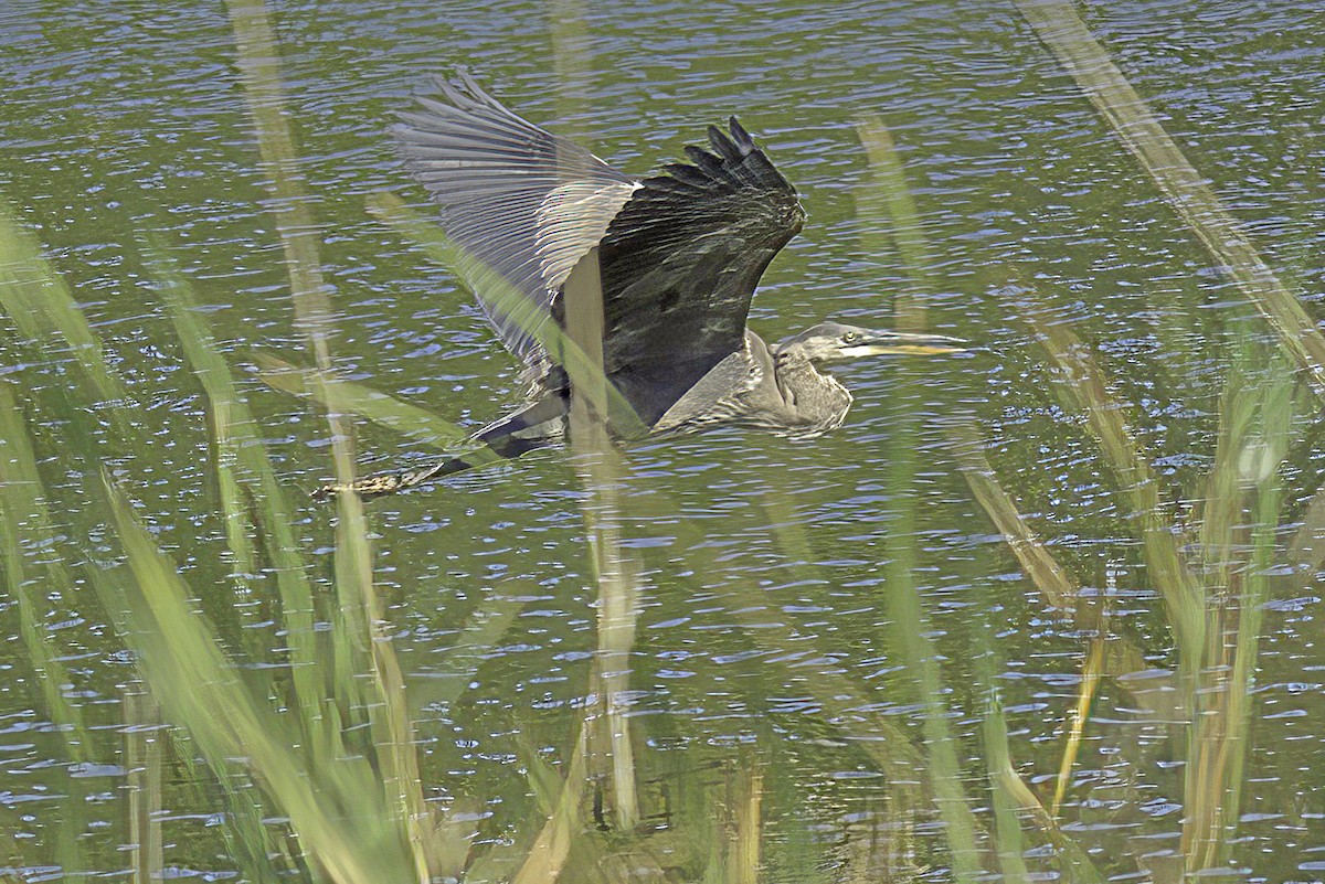 Great Blue Heron - ML624331425