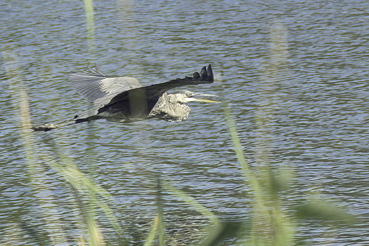 Great Blue Heron - ML624331426