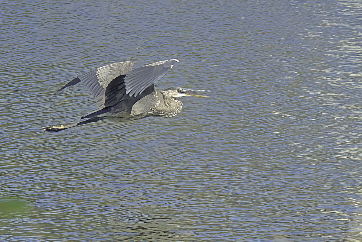 Great Blue Heron - ML624331427