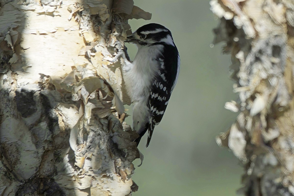 Downy Woodpecker - ML624331433