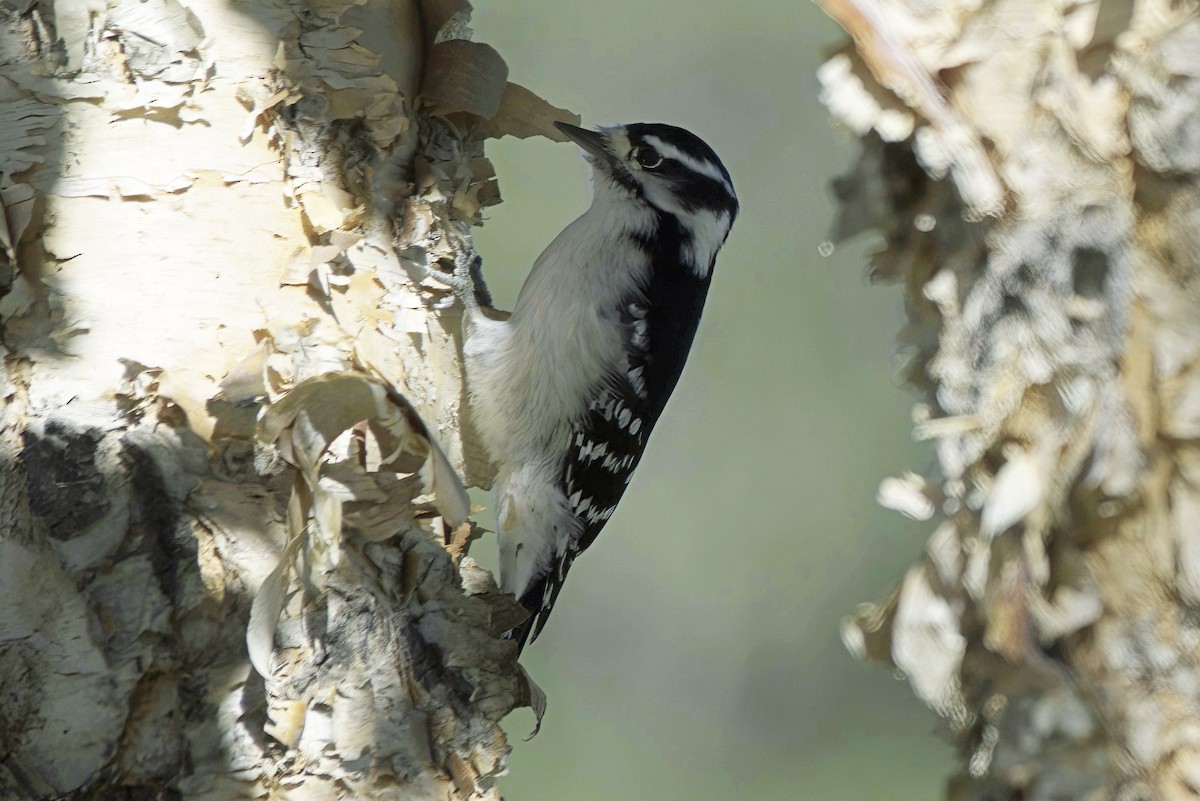 Downy Woodpecker - ML624331434