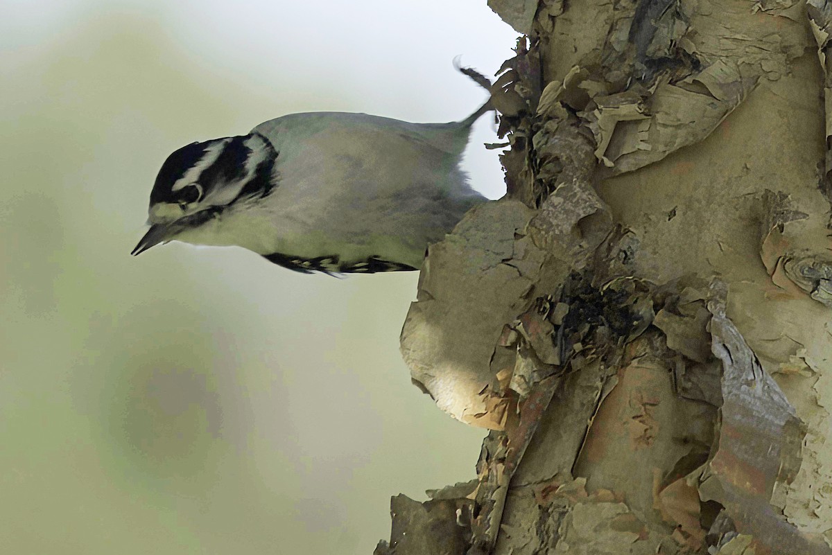 Downy Woodpecker - ML624331436