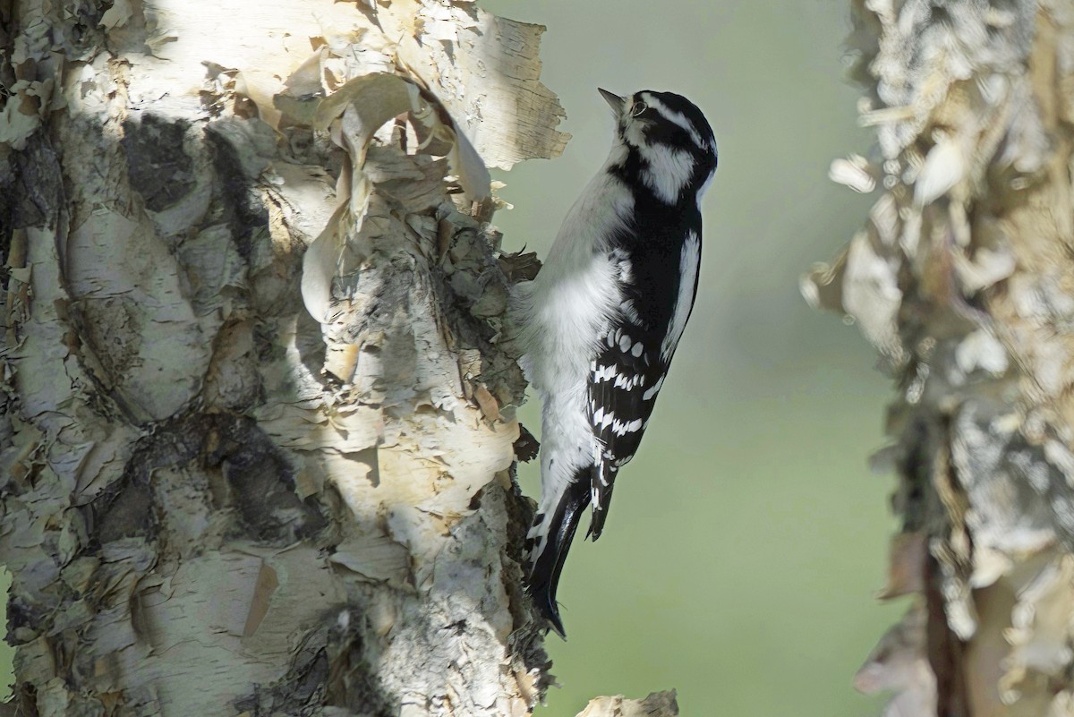 Downy Woodpecker - ML624331437