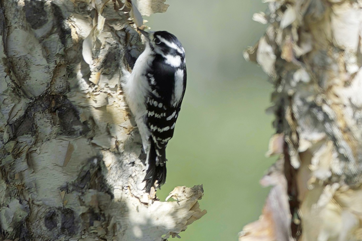 Downy Woodpecker - ML624331438