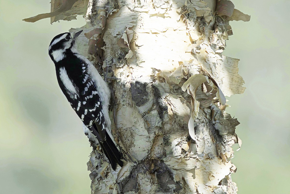 Downy Woodpecker - Jim Tonkinson