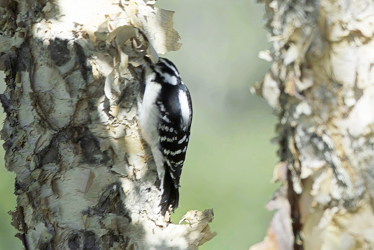 Downy Woodpecker - ML624331440