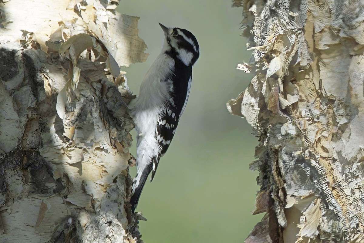 Downy Woodpecker - ML624331441