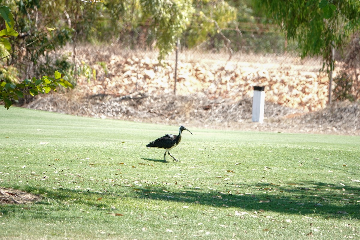 Straw-necked Ibis - Guillaume Calcagni