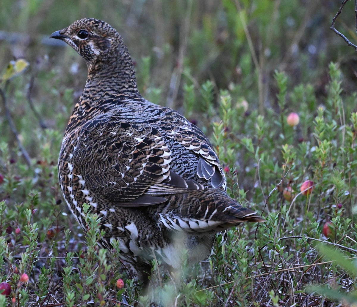 Spruce Grouse - ML624331486