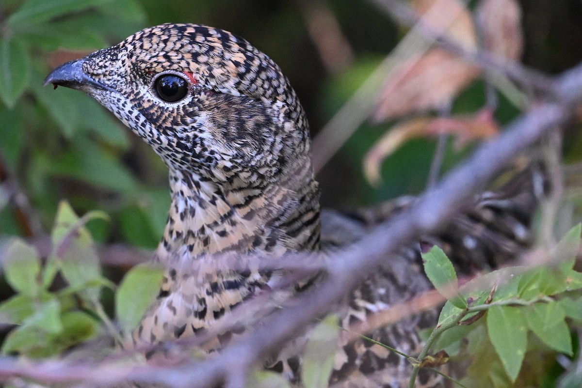 Spruce Grouse - ML624331487