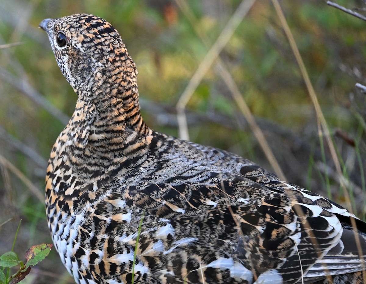 Spruce Grouse - ML624331488