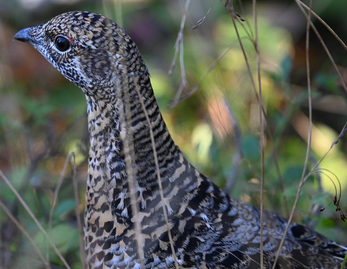 Spruce Grouse - ML624331490