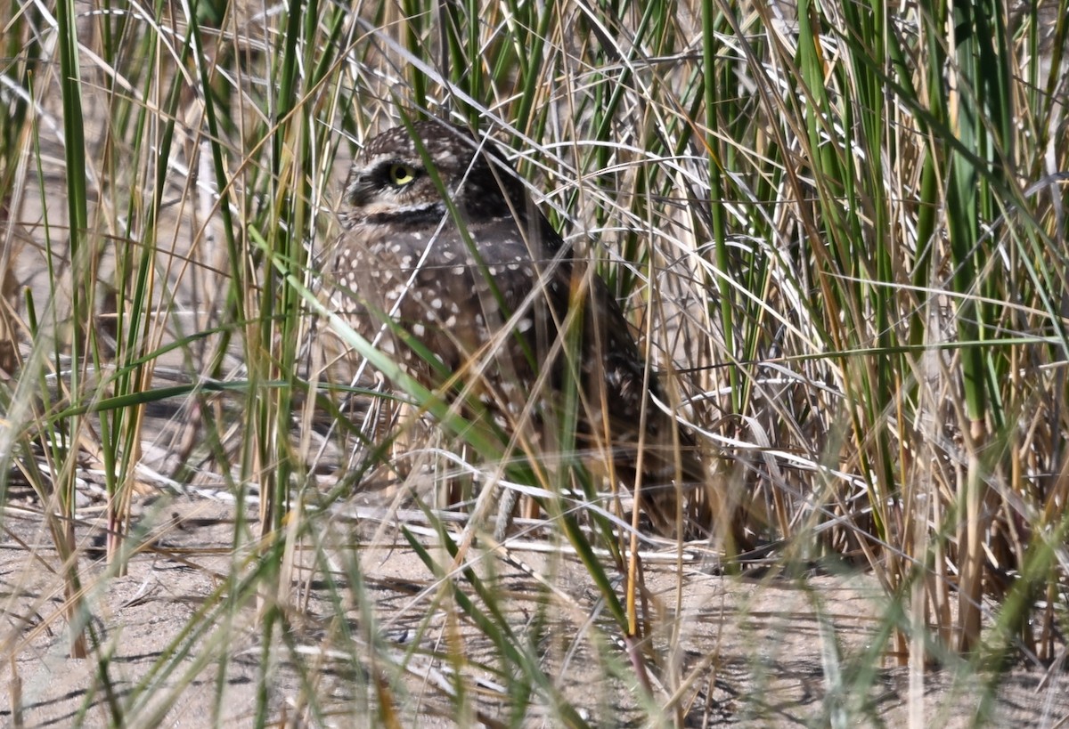 Burrowing Owl - ML624331567