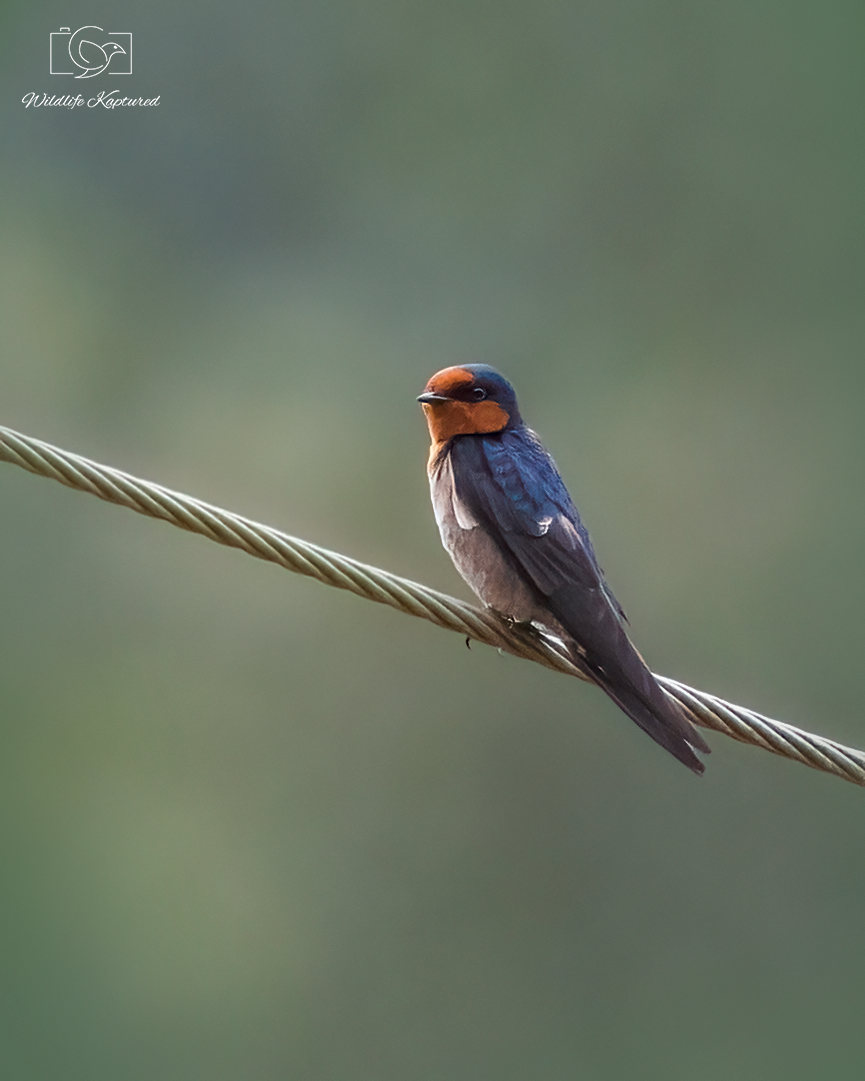 Hill Swallow - ML624331596