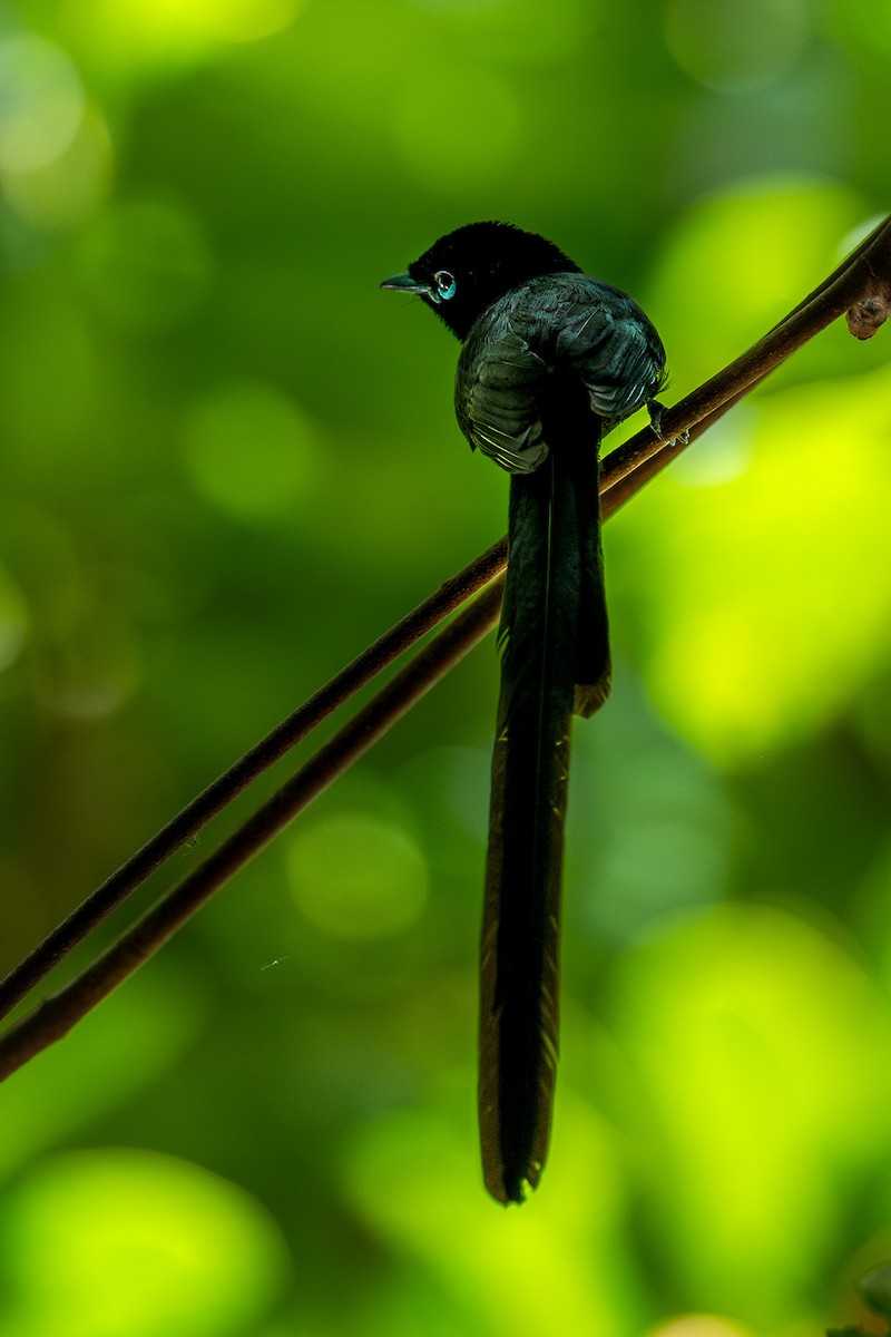 Seychelles Paradise-Flycatcher - ML624331615