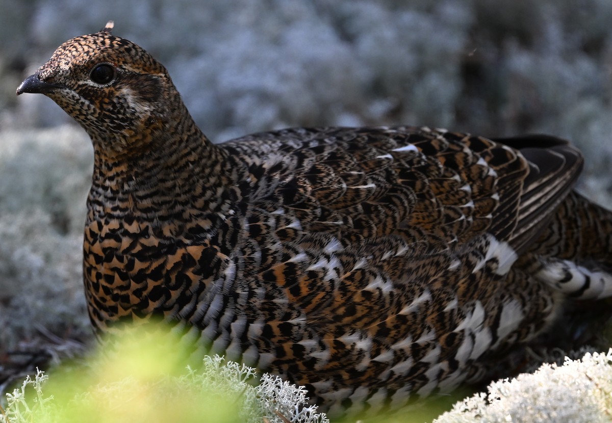 Spruce Grouse - ML624331616