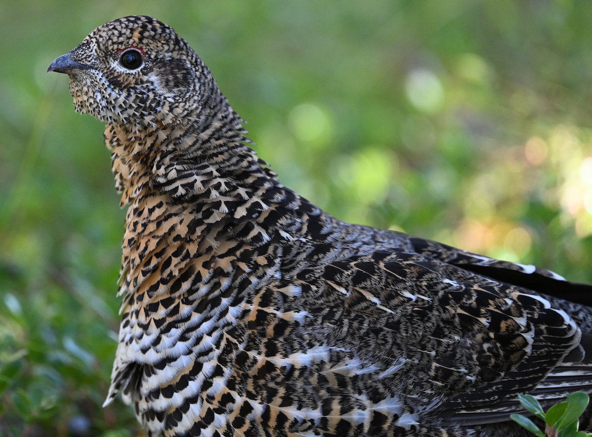 Spruce Grouse - ML624331620