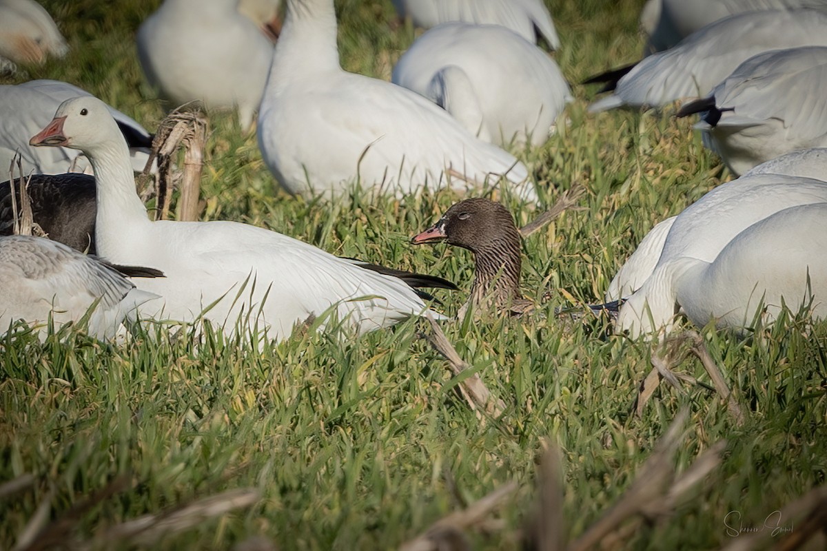 Pink-footed Goose - ML624331739