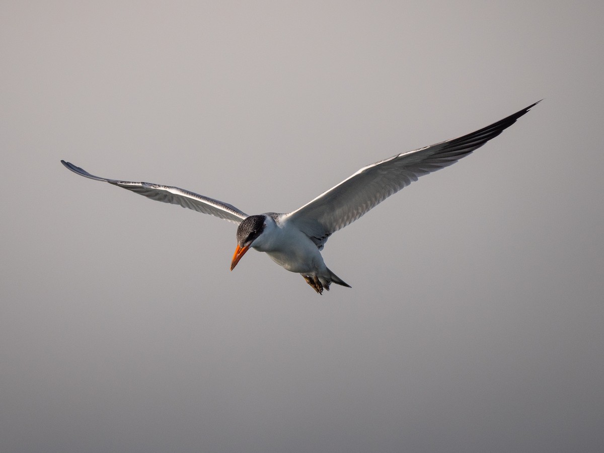 Caspian Tern - ML624332009