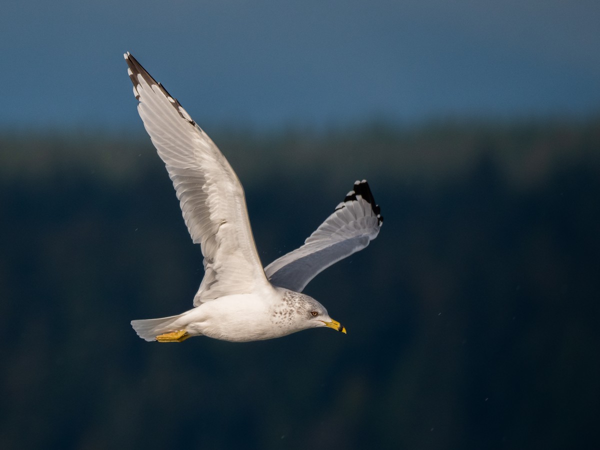 Ring-billed Gull - ML624332029