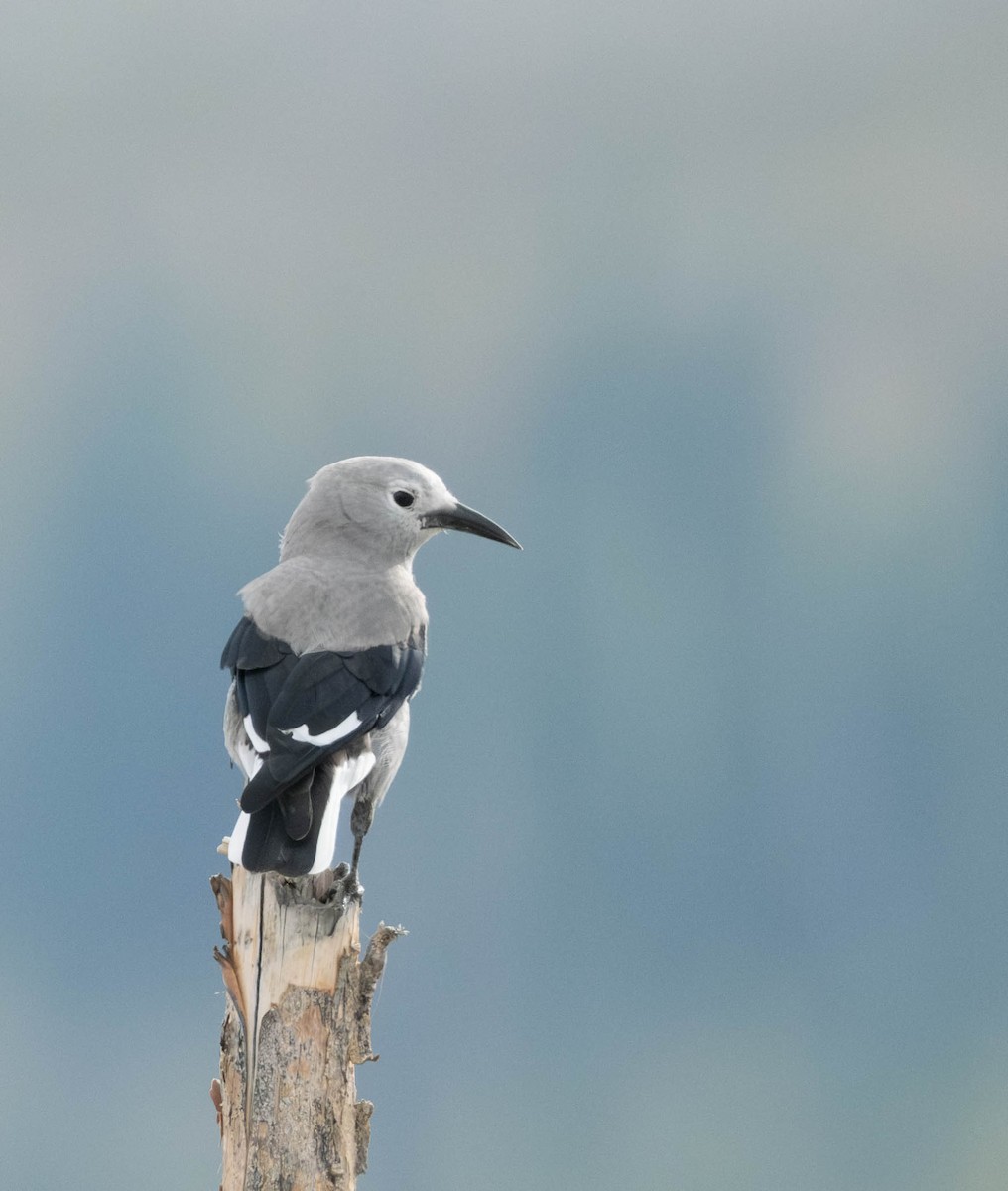 Clark's Nutcracker - ML624332048