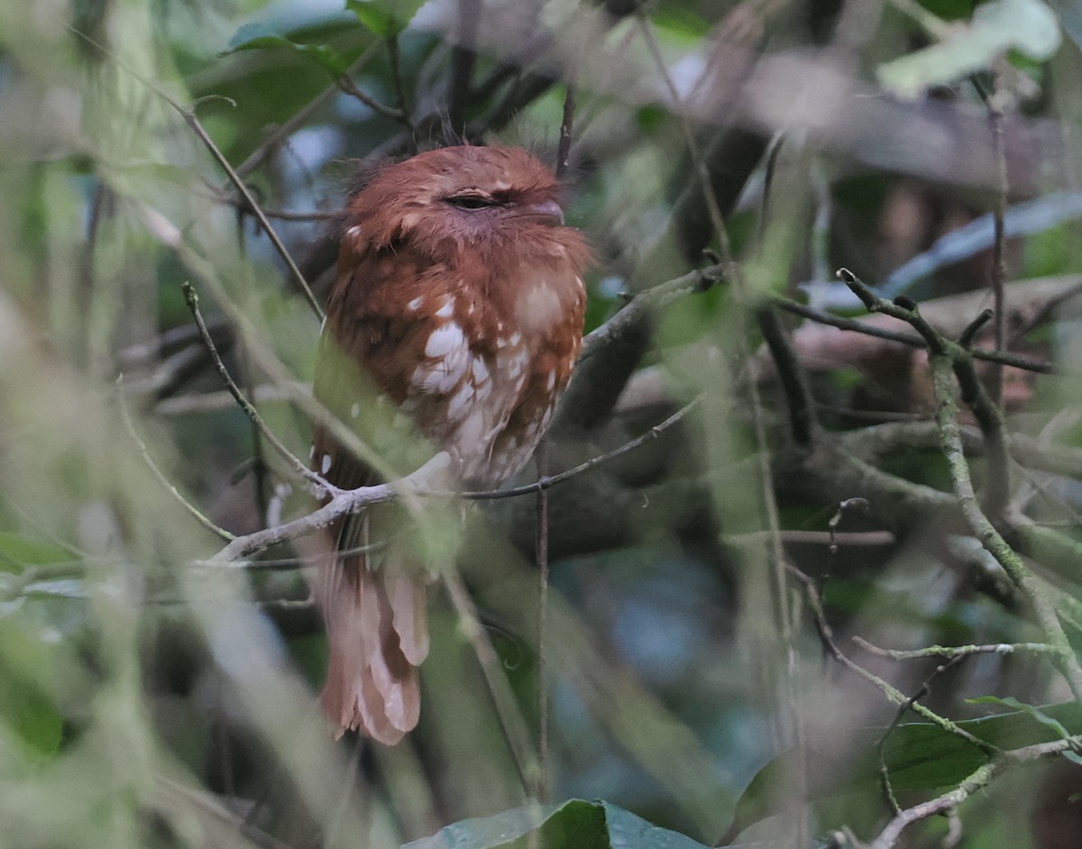 Sumatran Frogmouth - ML624332176