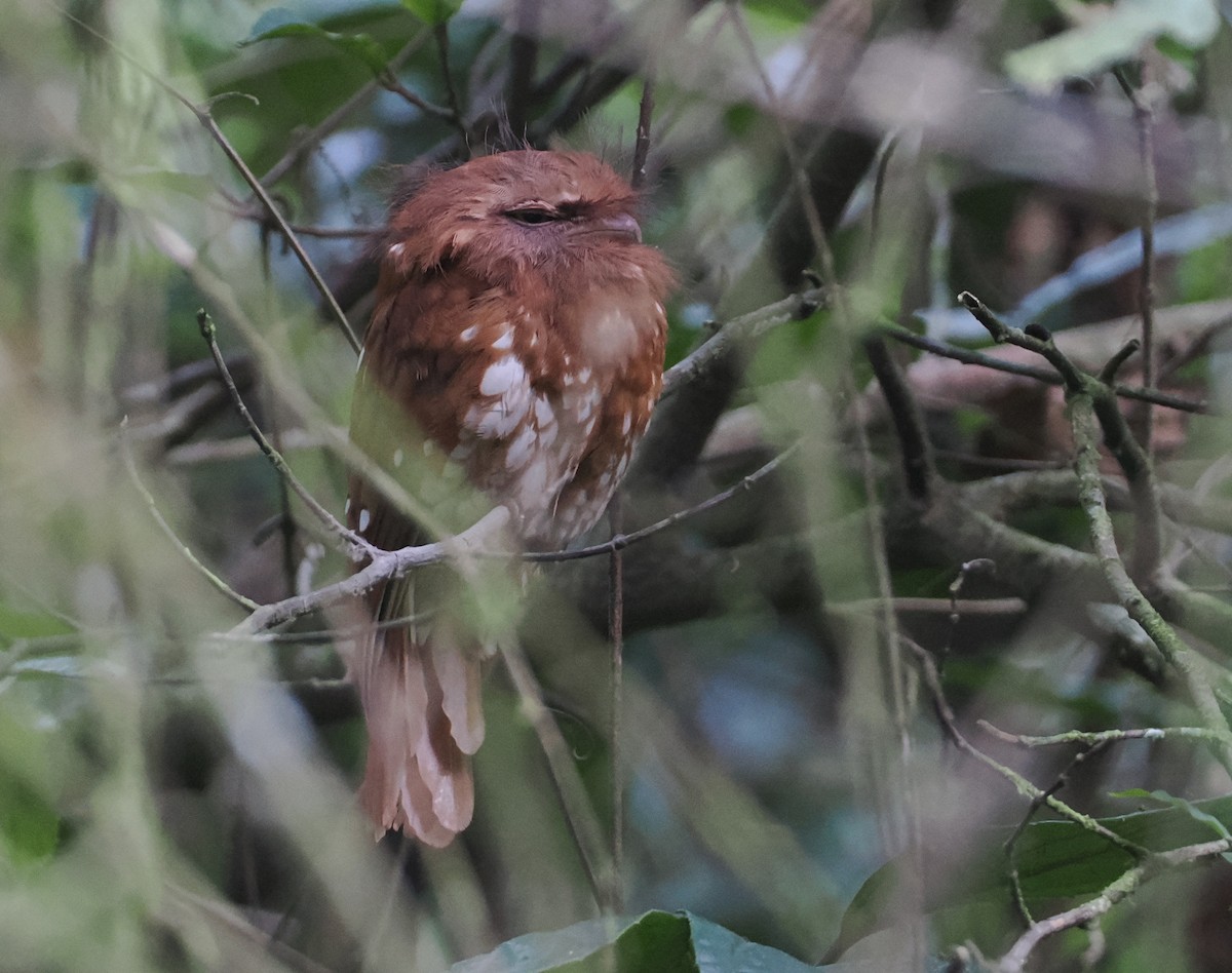 Sumatran Frogmouth - Stephan Lorenz