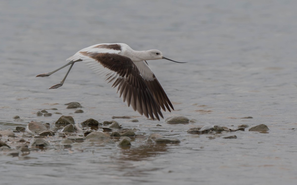 Avocette d'Amérique - ML624332204
